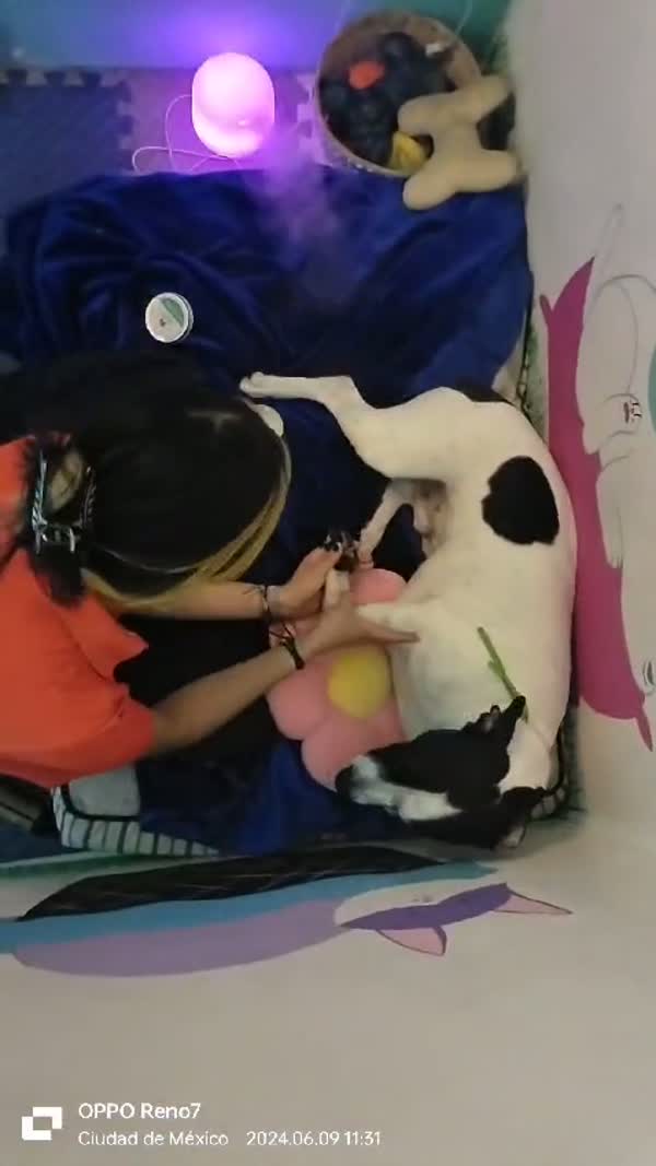 SpaCoquetoMelenitaCorta