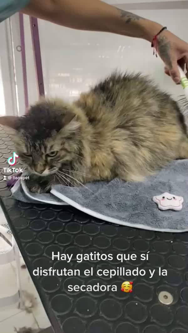 Gatitos