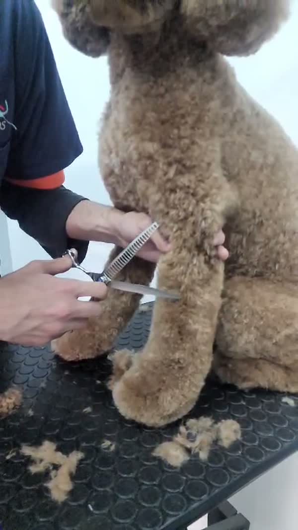 SpaCoquetoMelenitaLarga