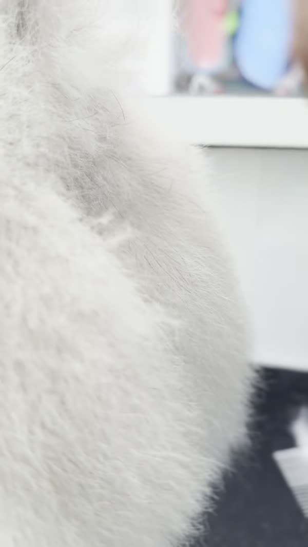 SpaCoquetoMelenitaLarga