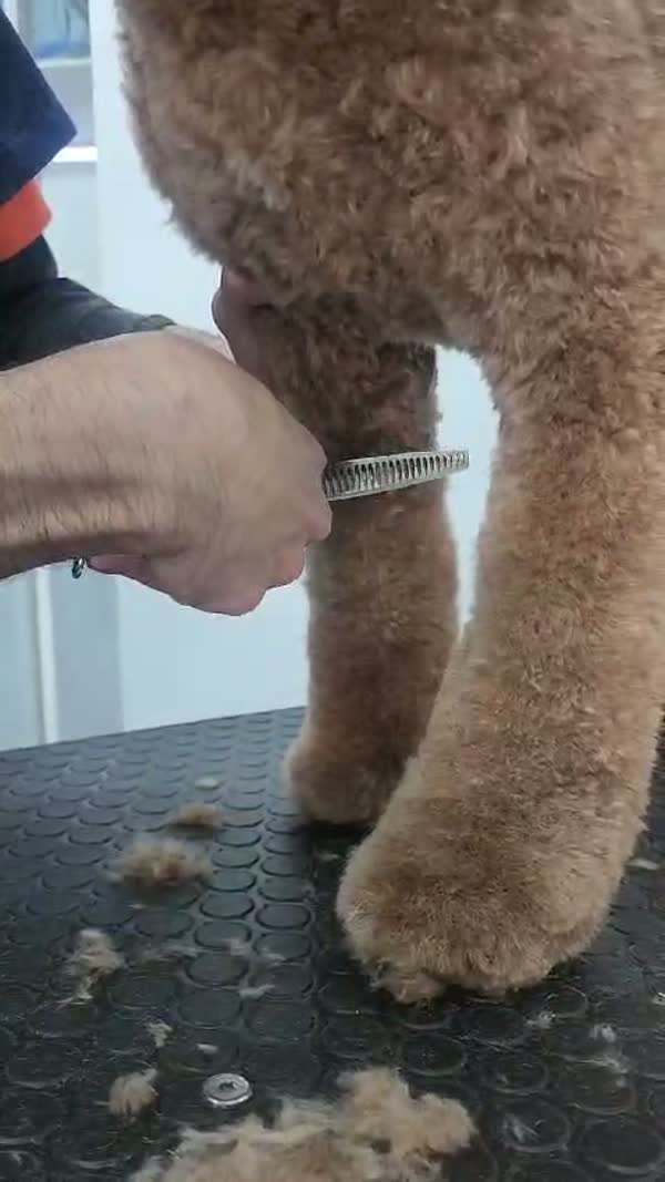 SpaCoquetoMelenitaLarga