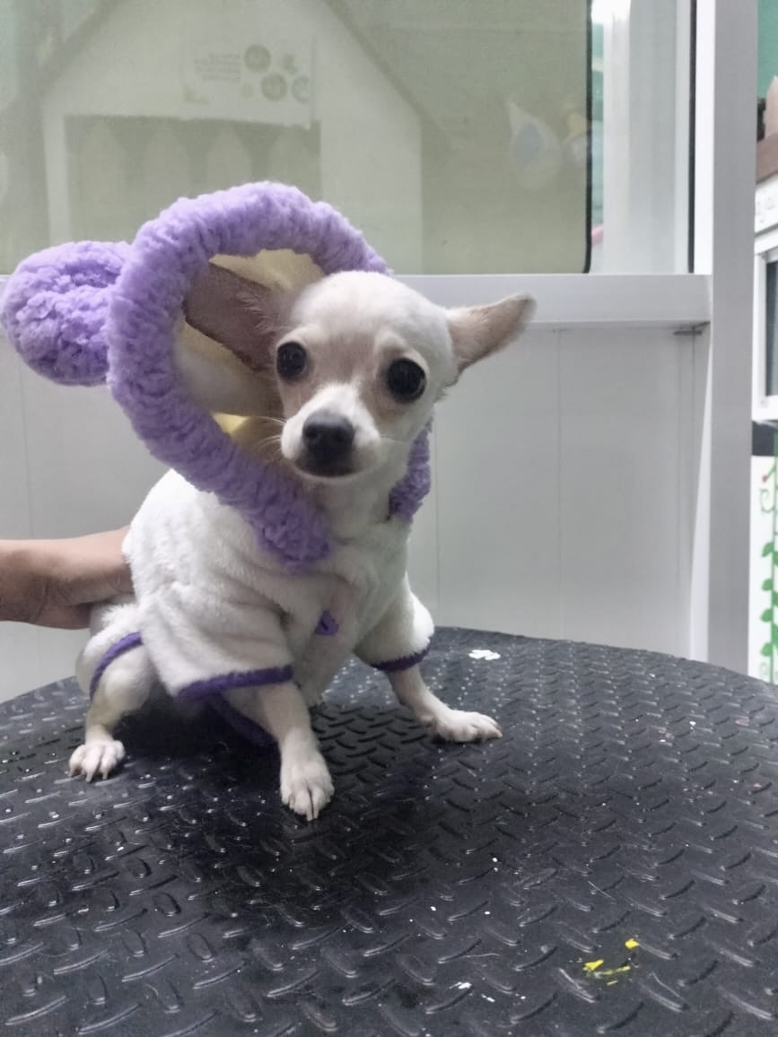 1_SpaDeluxMelenitaCorta