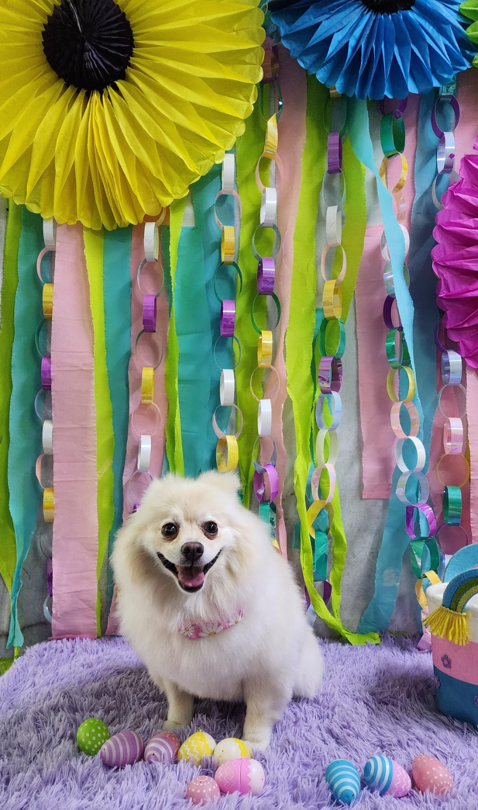 3_SpaStrongHairPomerania