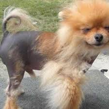 3_SpaStrongHairPomerania