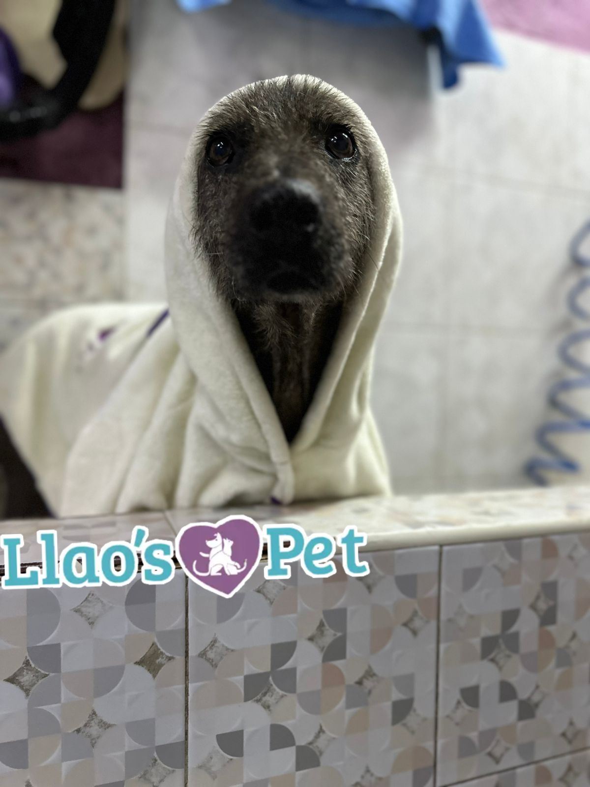 4_SpaCoquetoMelenitaCorta