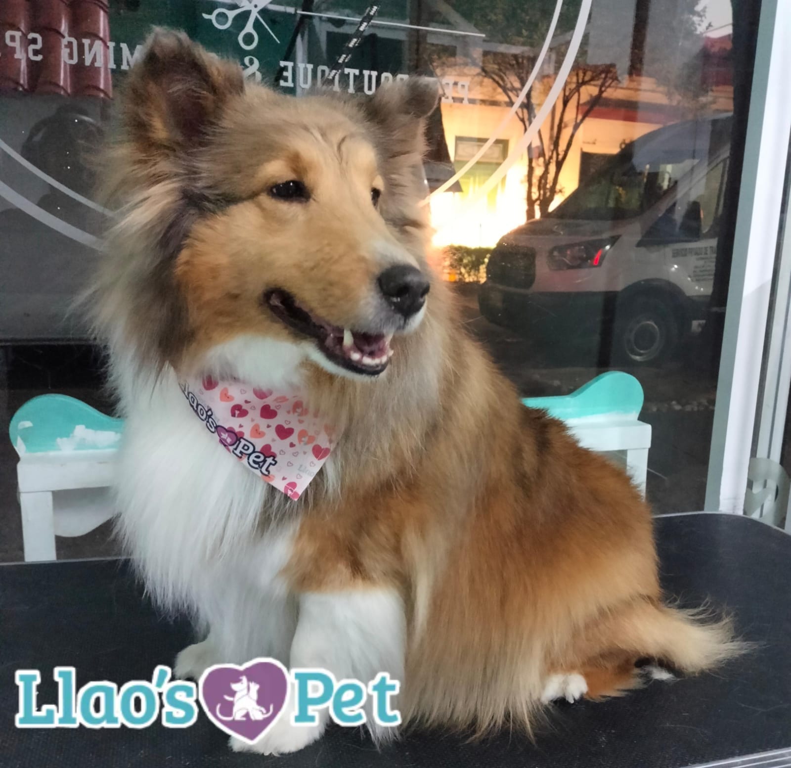 5_SpaCoquetoMelenitaLarga