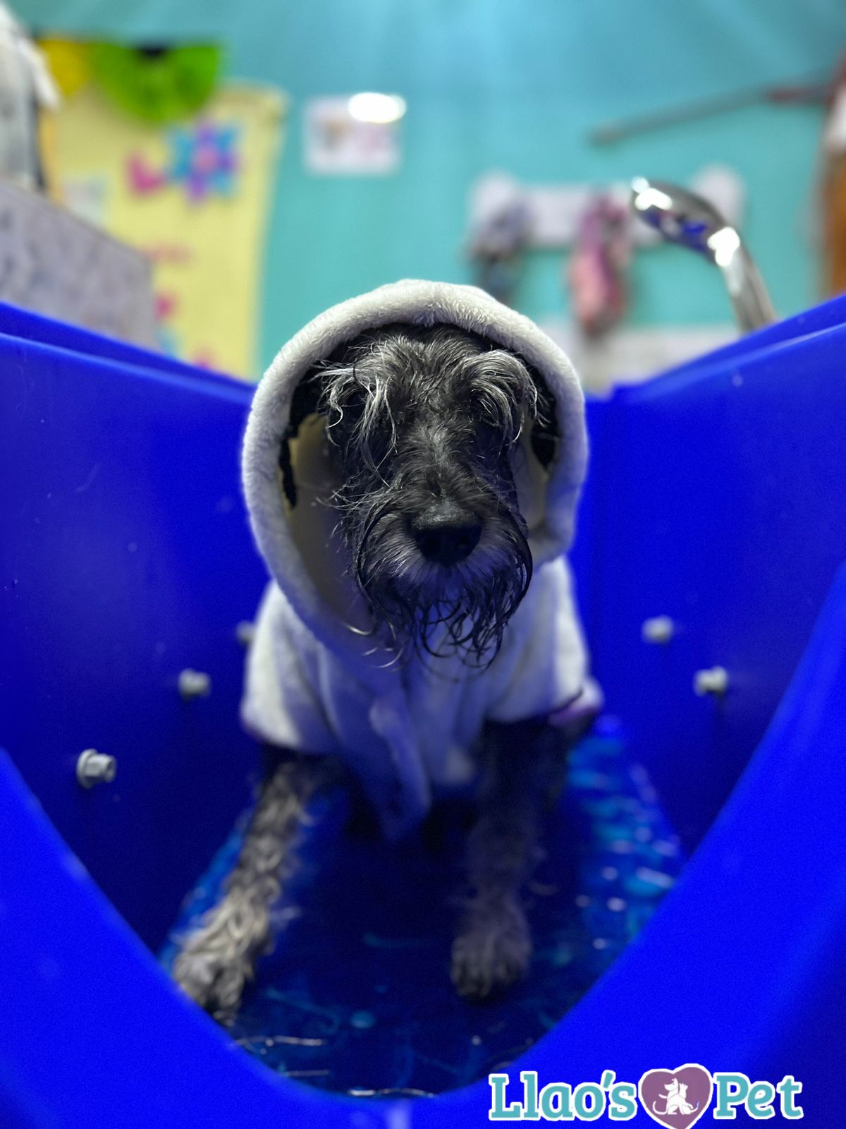 5_SpaCoquetoMelenitaLarga