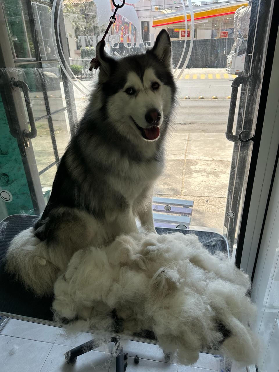 5_SpaCoquetoMelenitaLarga