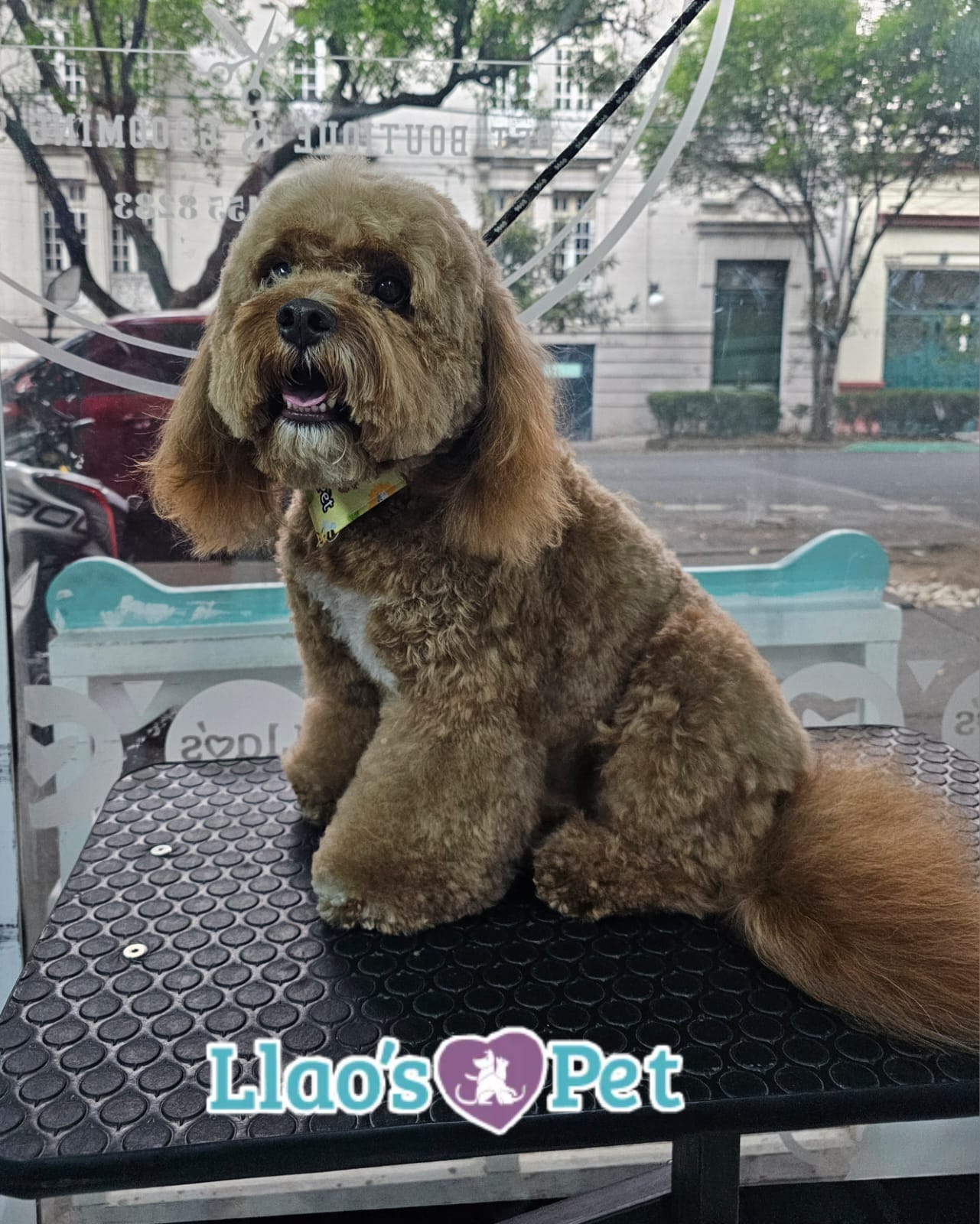 5_SpaCoquetoMelenitaLarga