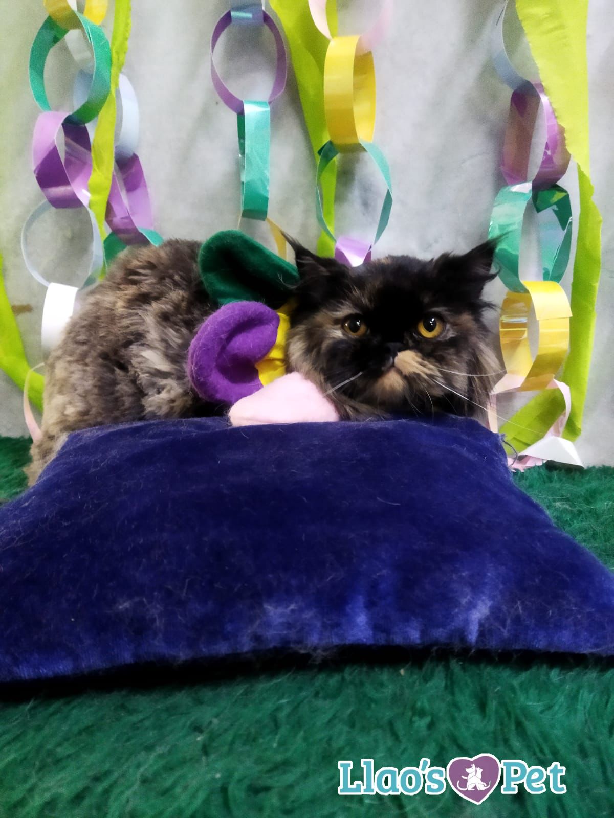 7_SpaGatuno_ClasicoYDelux