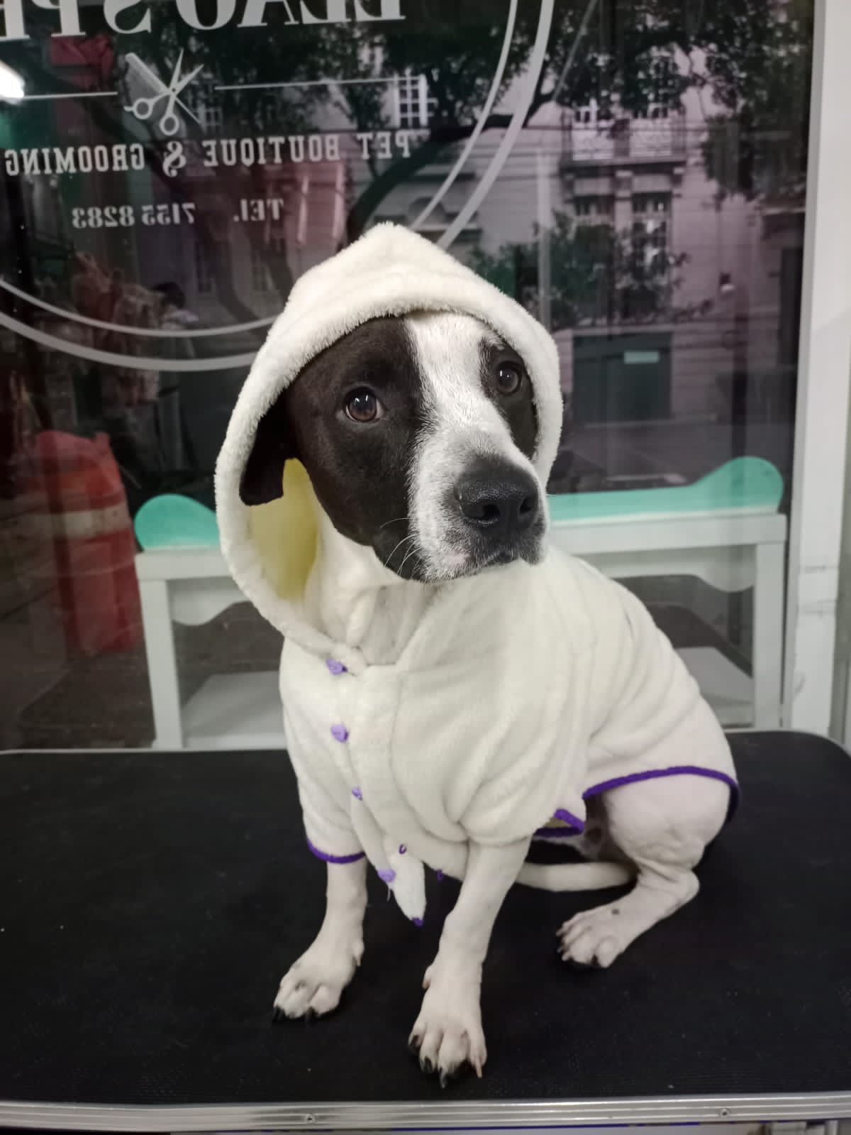 SpaCoquetoMelenitaCorta