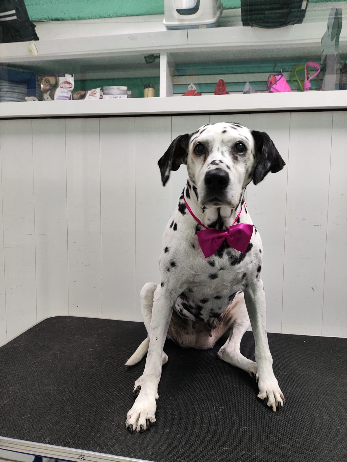 SpaCoquetoMelenitaCorta