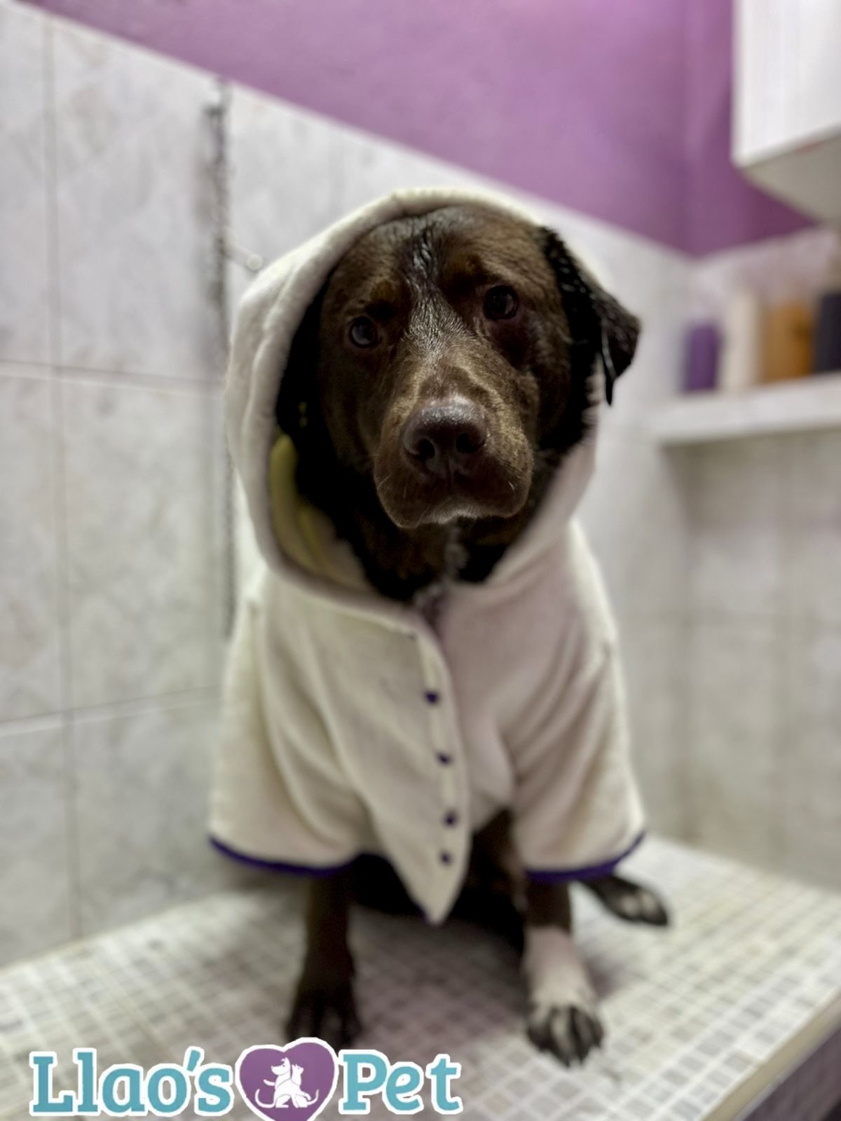 SpaCoquetoMelenitaCorta