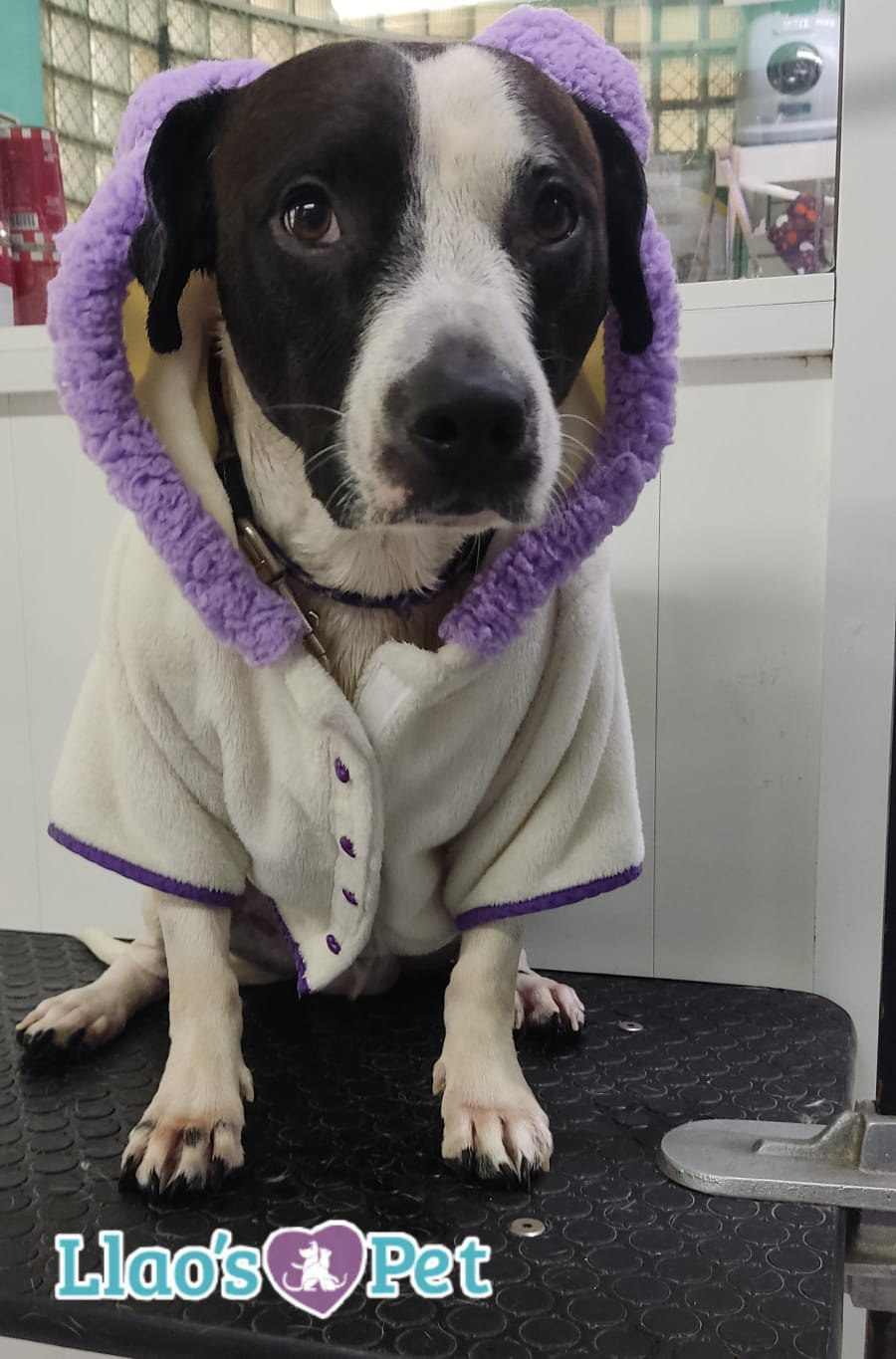 SpaCoquetoMelenitaCorta