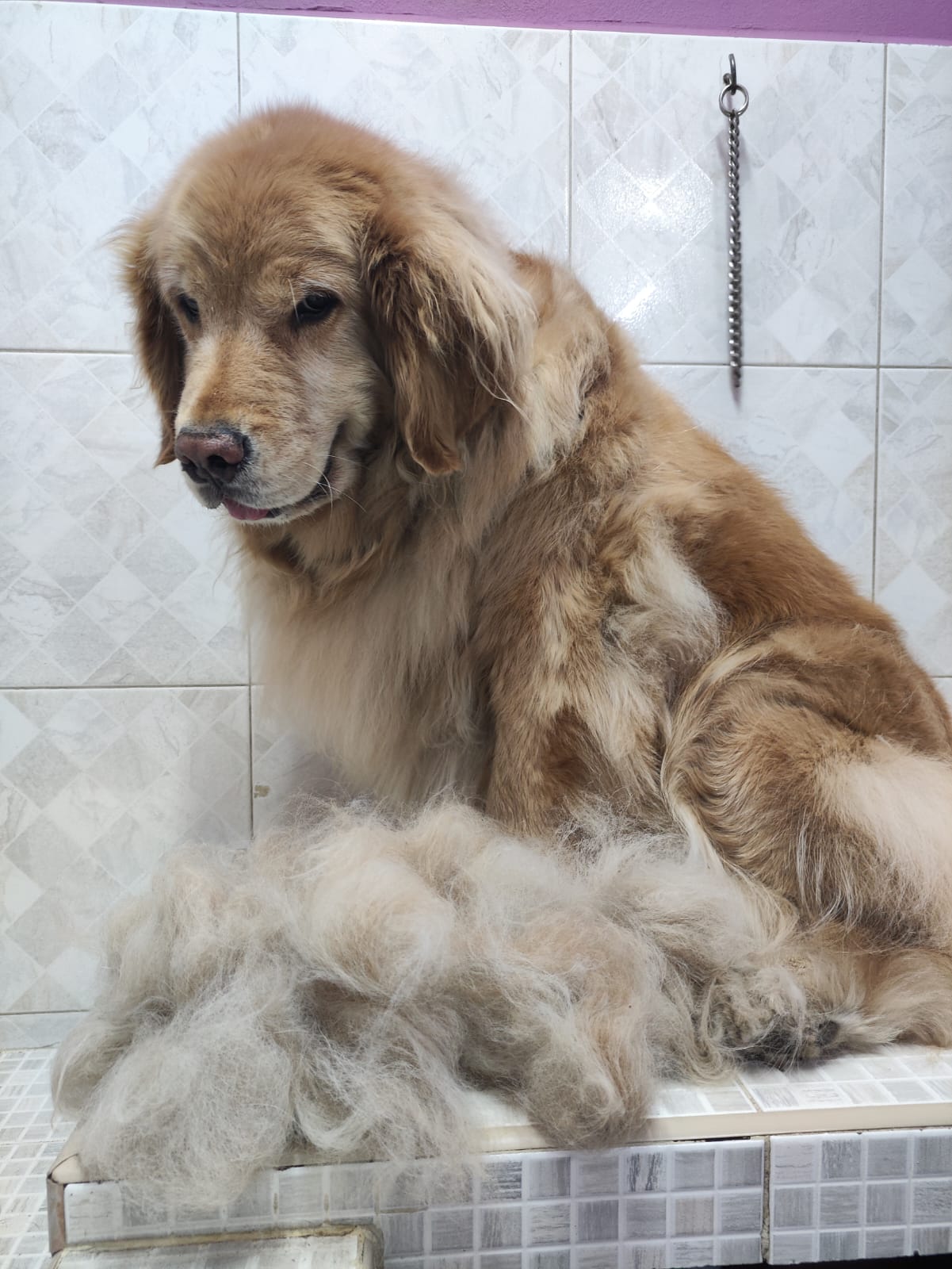 SpaCoquetoMelenitaLarga