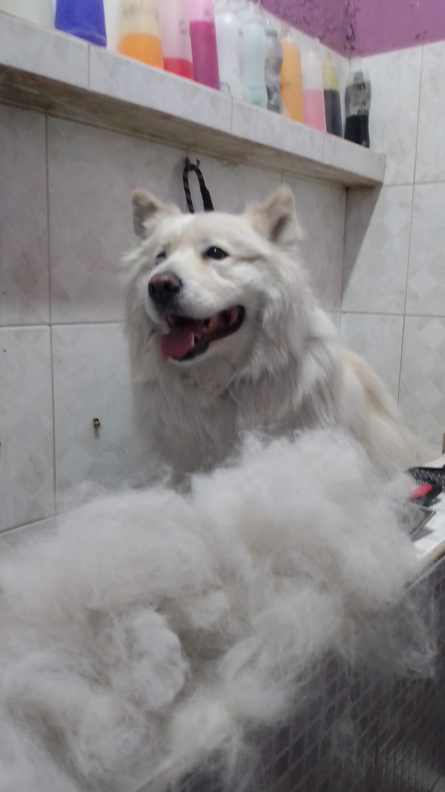 SpaCoquetoMelenitaLarga