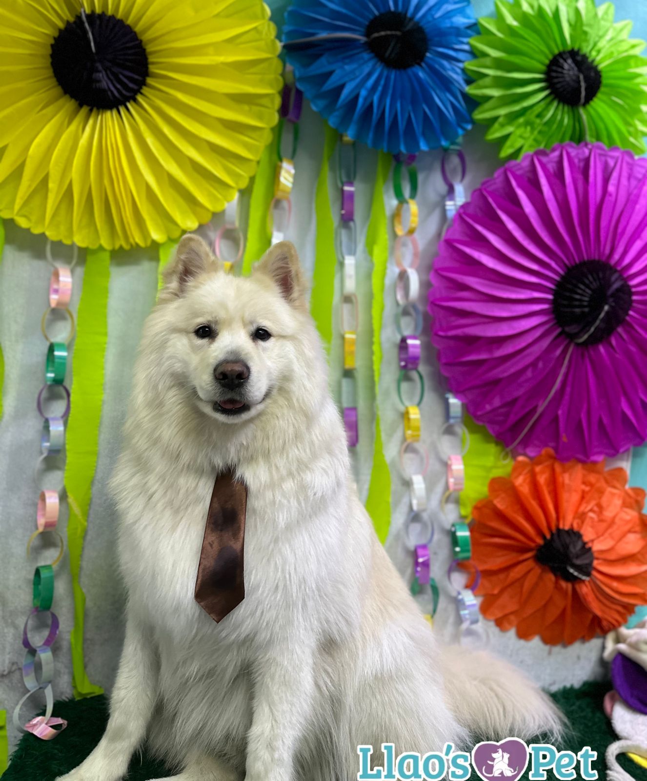 SpaCoquetoMelenitaLarga