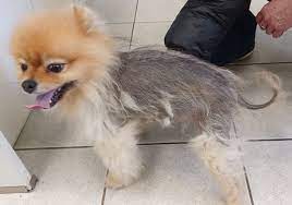SpaStrongHairPomerania