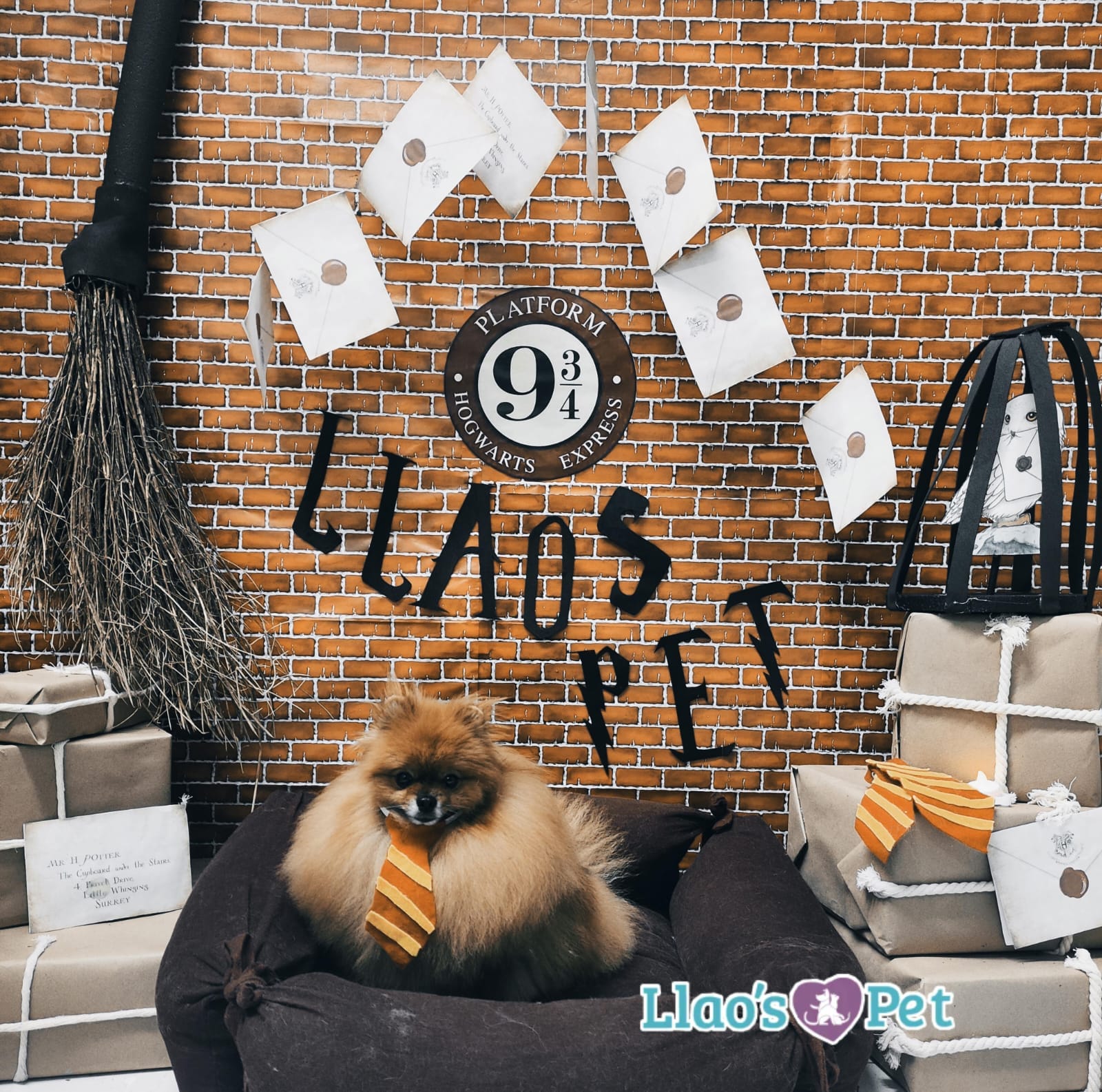 SpaStrongHairPomerania