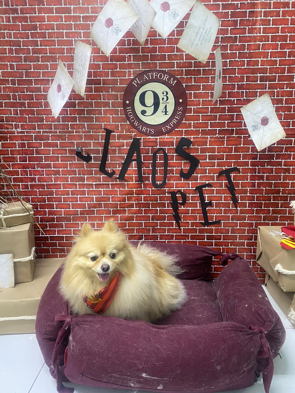 SpaStrongHairPomerania